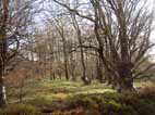 Hamsterley Forest