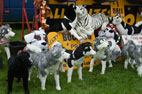The Reeth Show (2011)